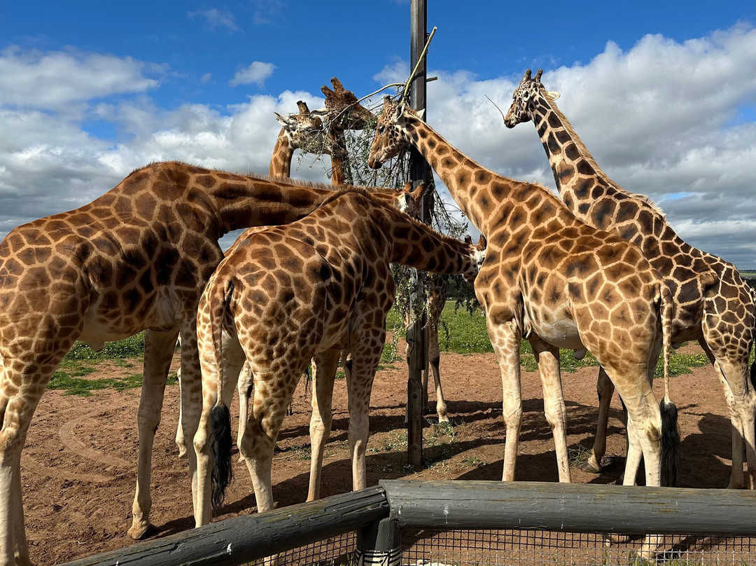 Monarto Safari Park-Monarto必去景点
