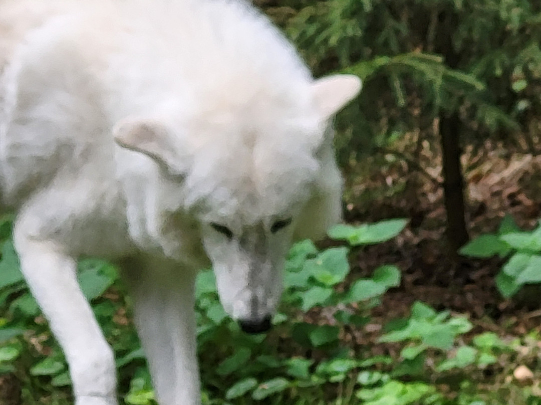Wolfcenter Dörverden-Doerverden必去景点