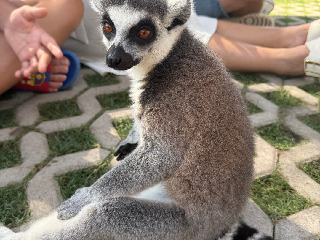 Farma of Rhodes Petting Zoo-Theologos必去景点
