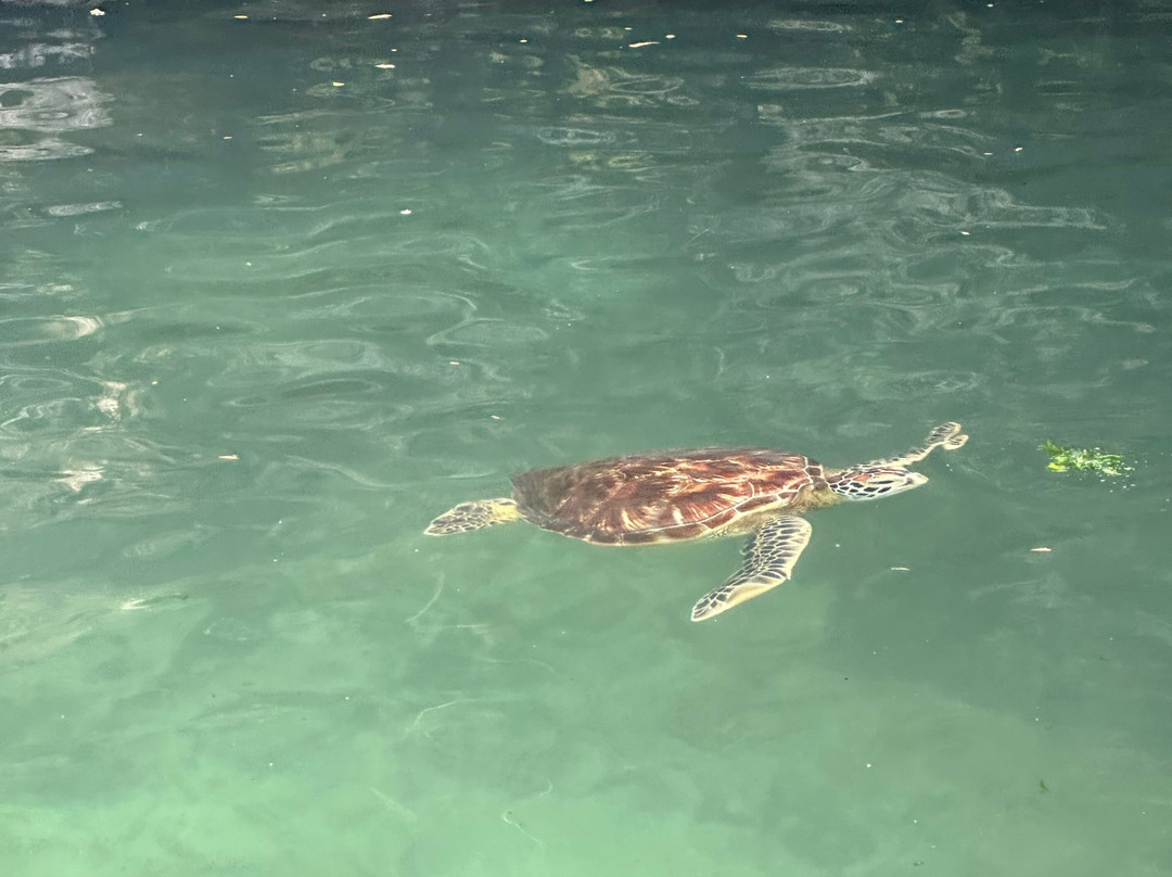 Baraka Natural Aquarium - Nungwi-孥归必去景点