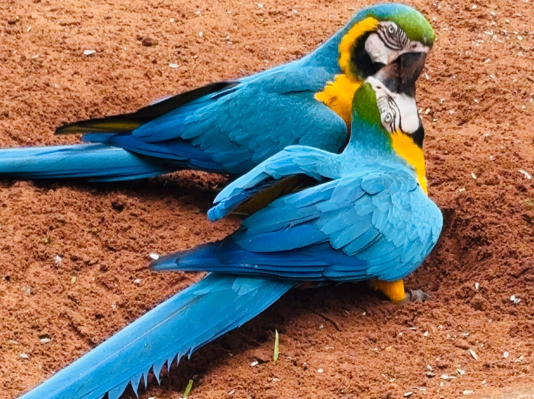 Parque das Aves-伊瓜苏必去景点