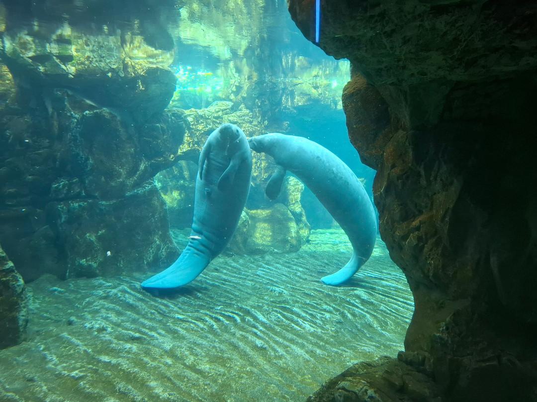 热那亚水族馆-热那亚必去景点