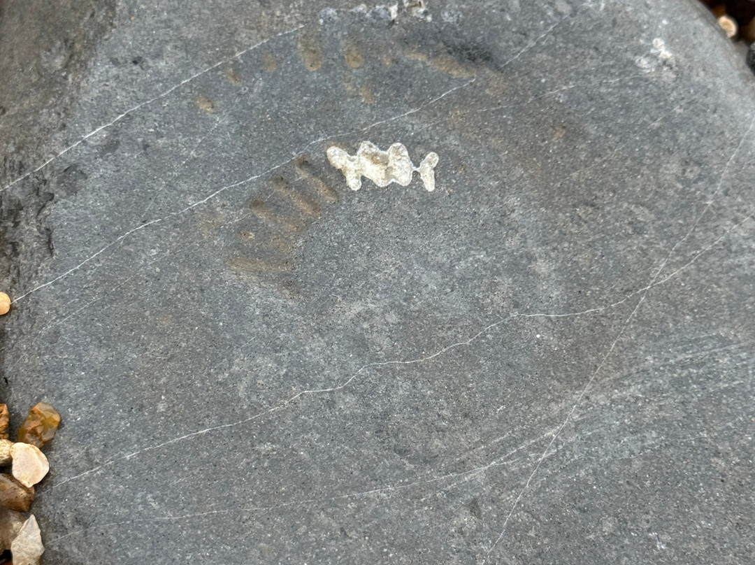 Jurassic Coast Guides-Charmouth必去景点