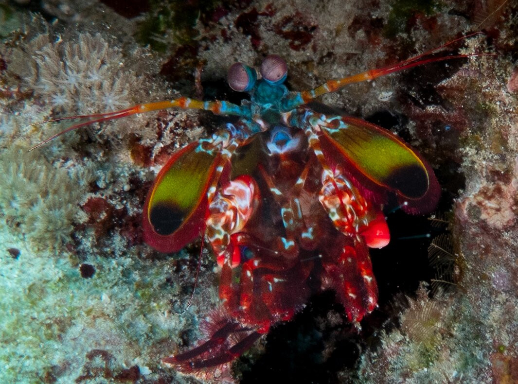 Buccaneer Diving-帕杰必去景点