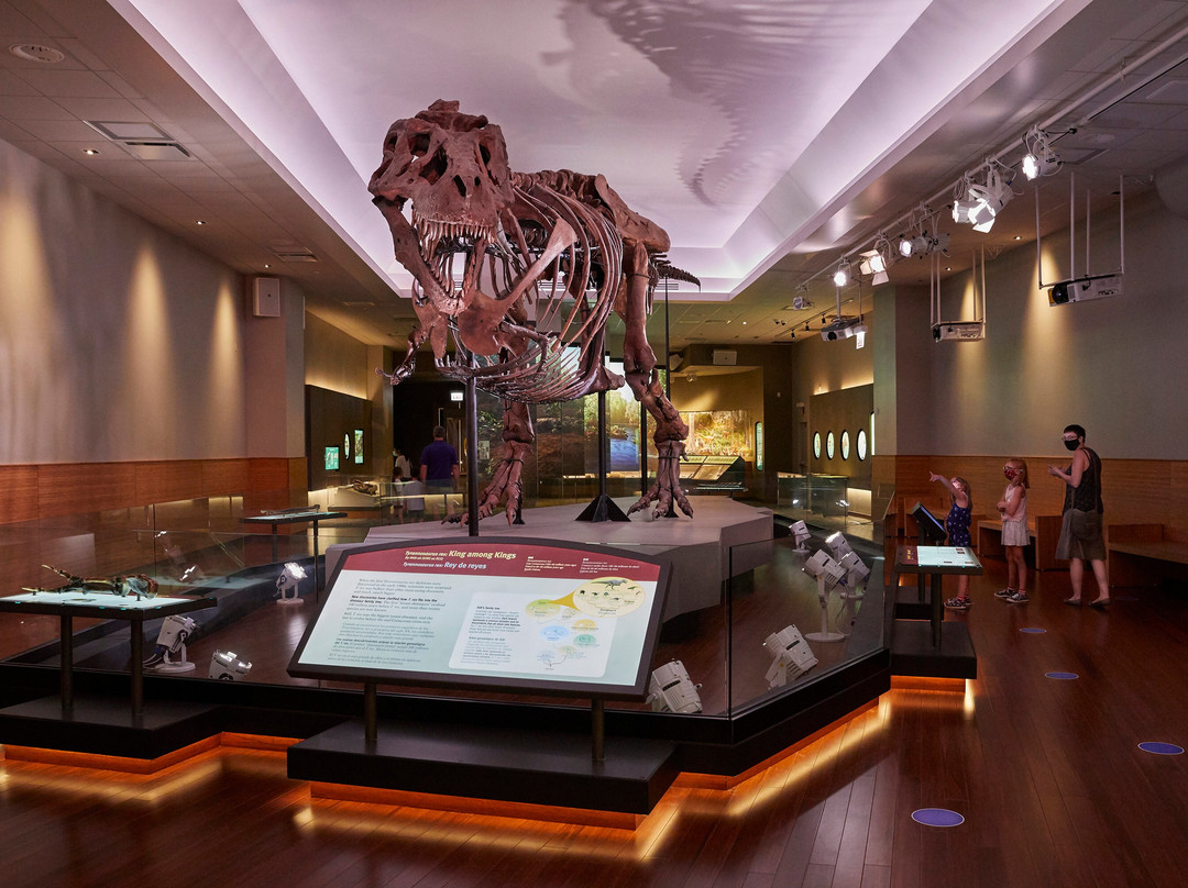 菲尔德自然史博物馆-芝加哥必去景点