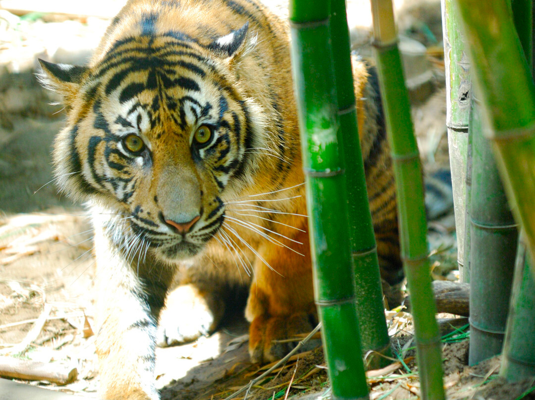 Sacramento Zoo