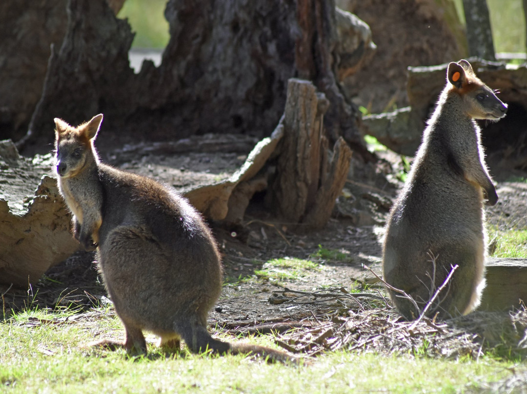 Bargo旅游景点-Wirrimbirra Sanctuary