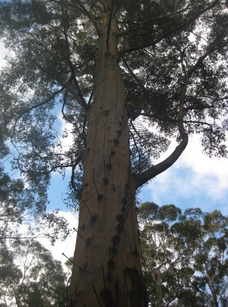 彭伯顿旅游景点-Dave Evans Bicentennial Tree