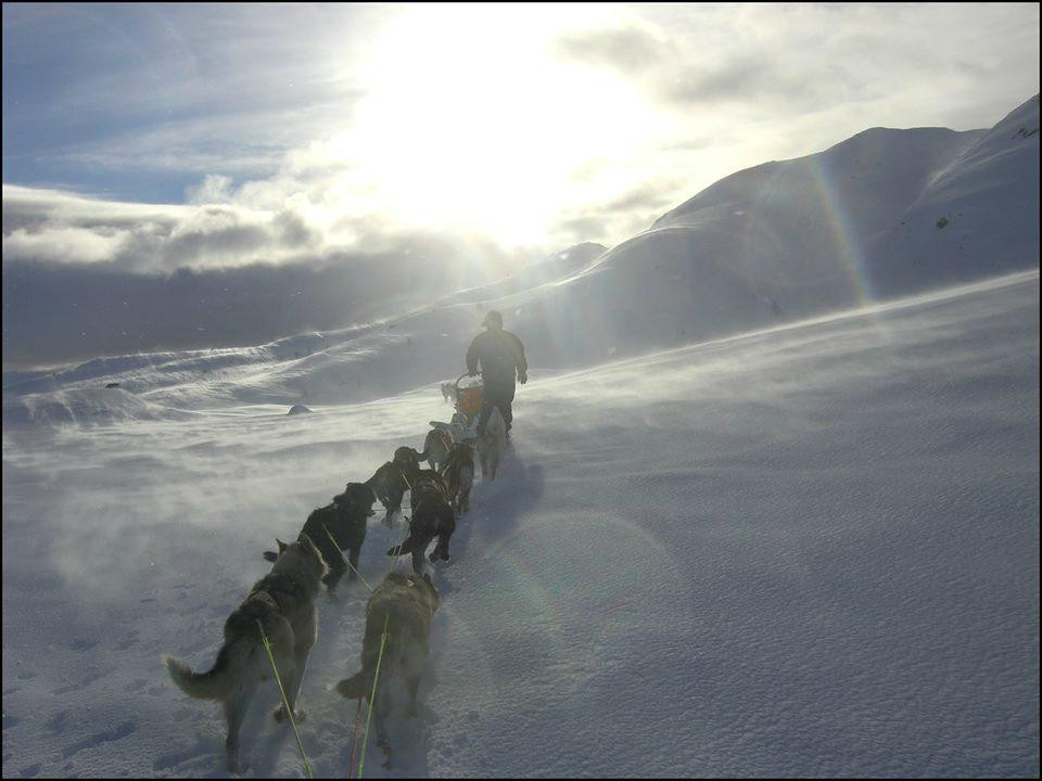Haukeli Husky