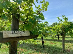 Shawsgate Vineyard-Framlingham必去景点