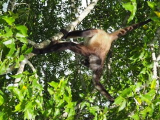 Tours in Calakmul Abel-Xpujil Town必去景点