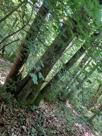 Terapia Forestale Fiuggi-菲乌吉必去景点