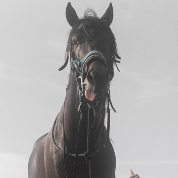 Essaouira Horseland-索维拉必去景点