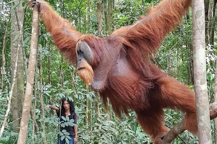 Rimba Dream Jungle Trekking