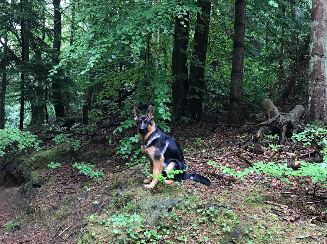 Vodskov旅游攻略图片