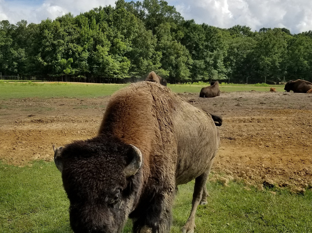 Brandon旅游攻略图片