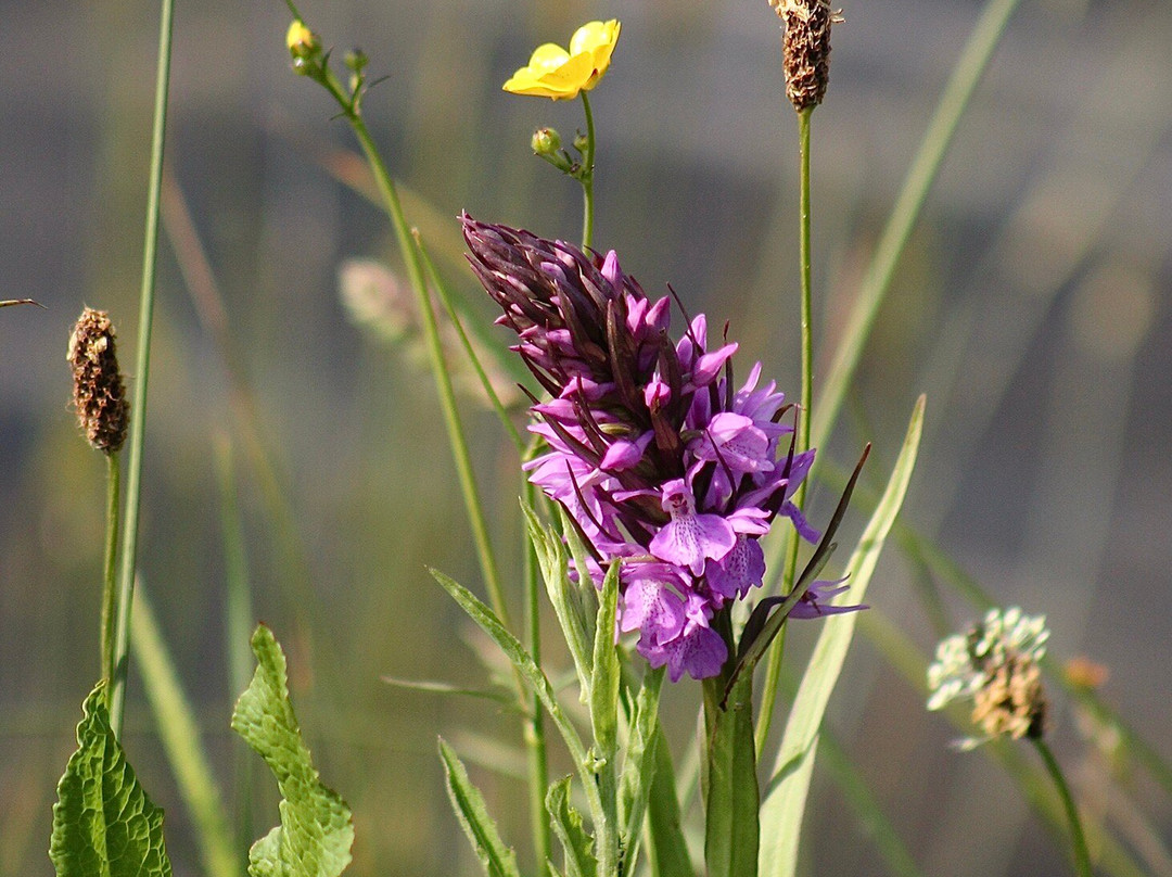 Tonypandy旅游攻略图片