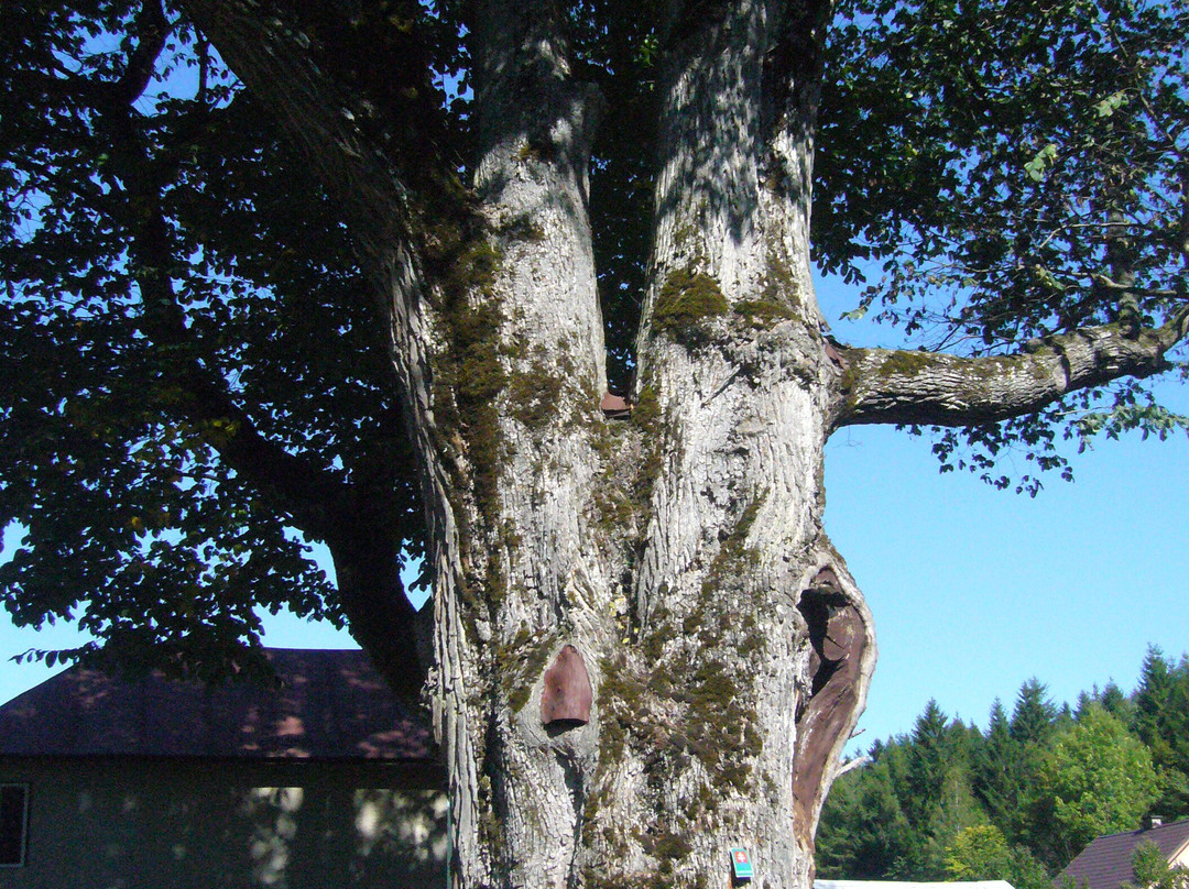 Field Elm U Papaji In Makov
