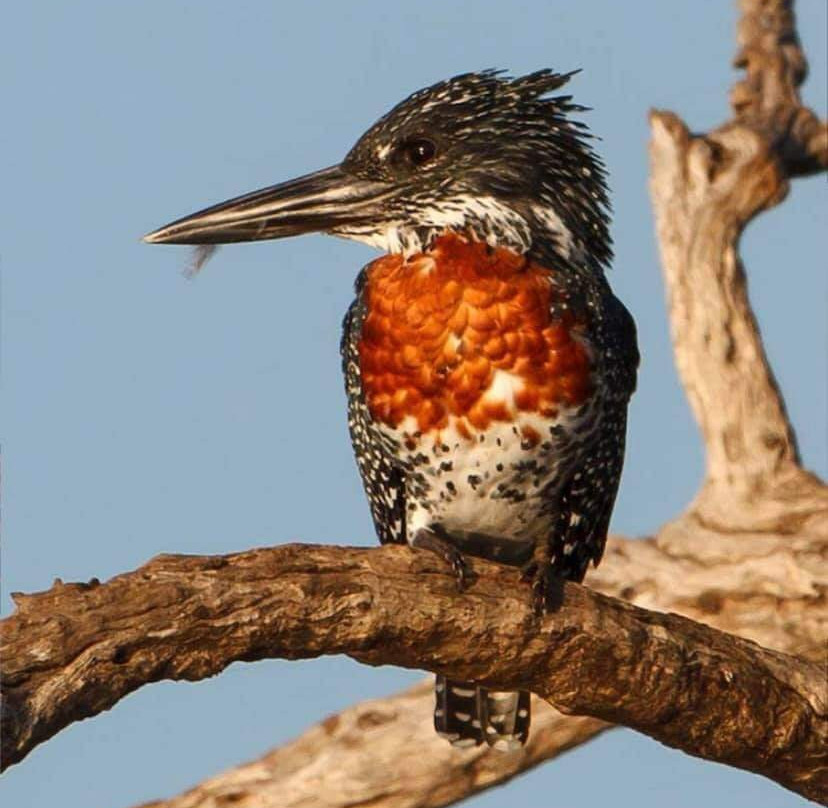 Mole National Park-Wa必去景点