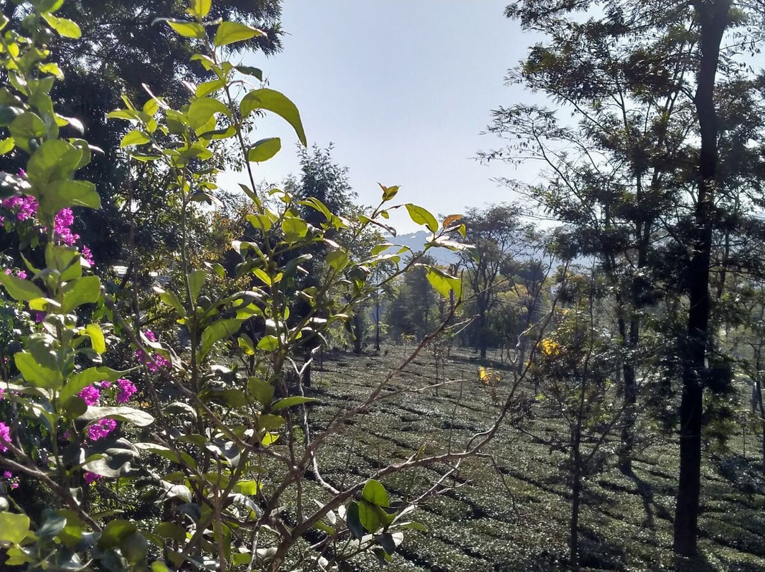 Royal Green Buds主图