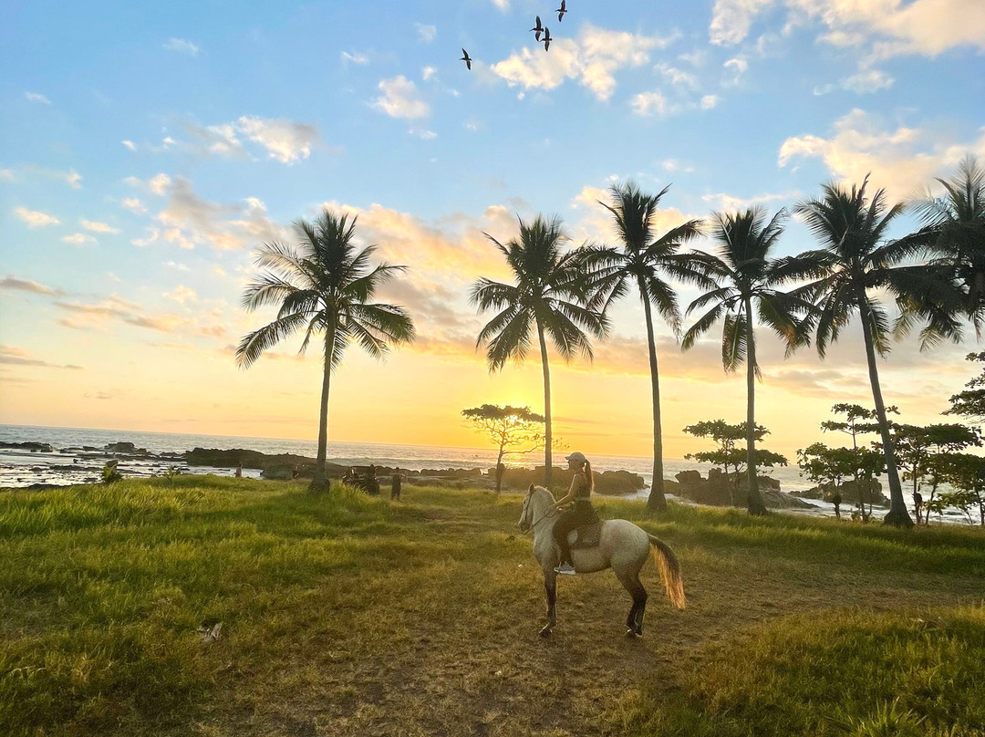 Ollie's Adventures-圣特雷莎必去景点