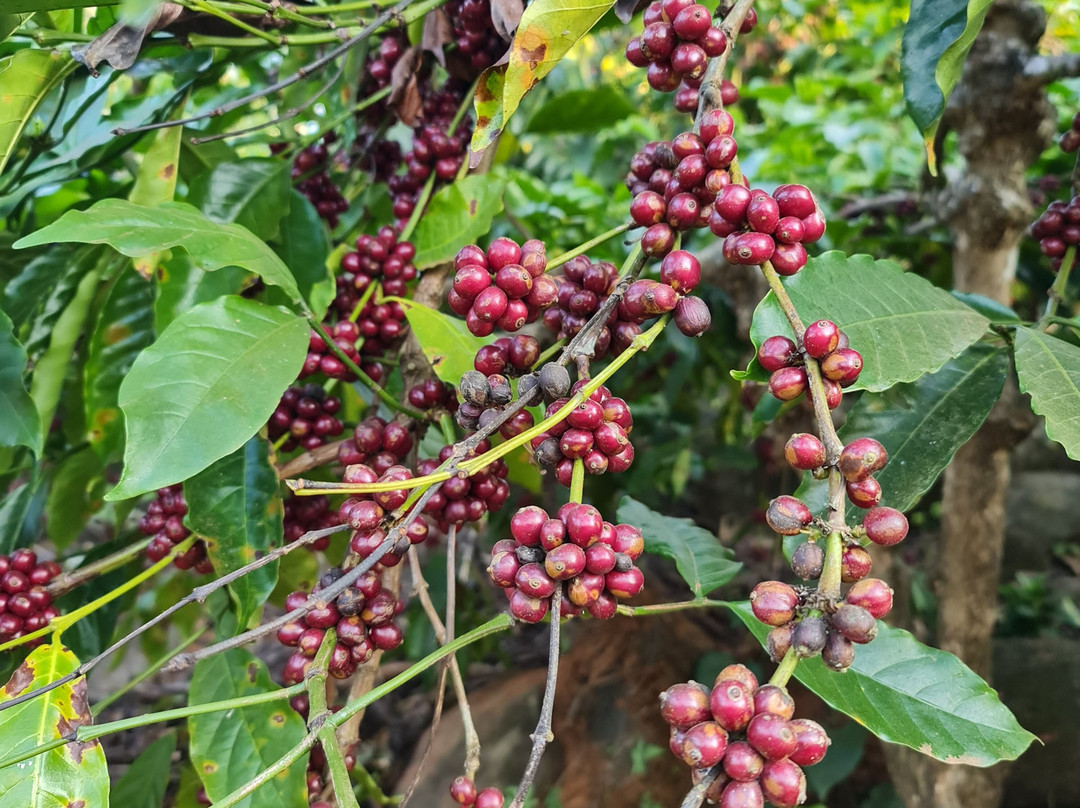 Sunset Valley Homestay主图