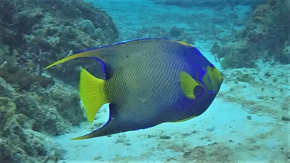 Dive House-考祖梅必去景点