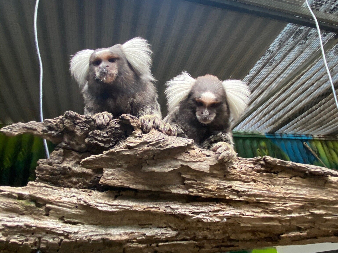 Shoalhaven Zoo景点图片