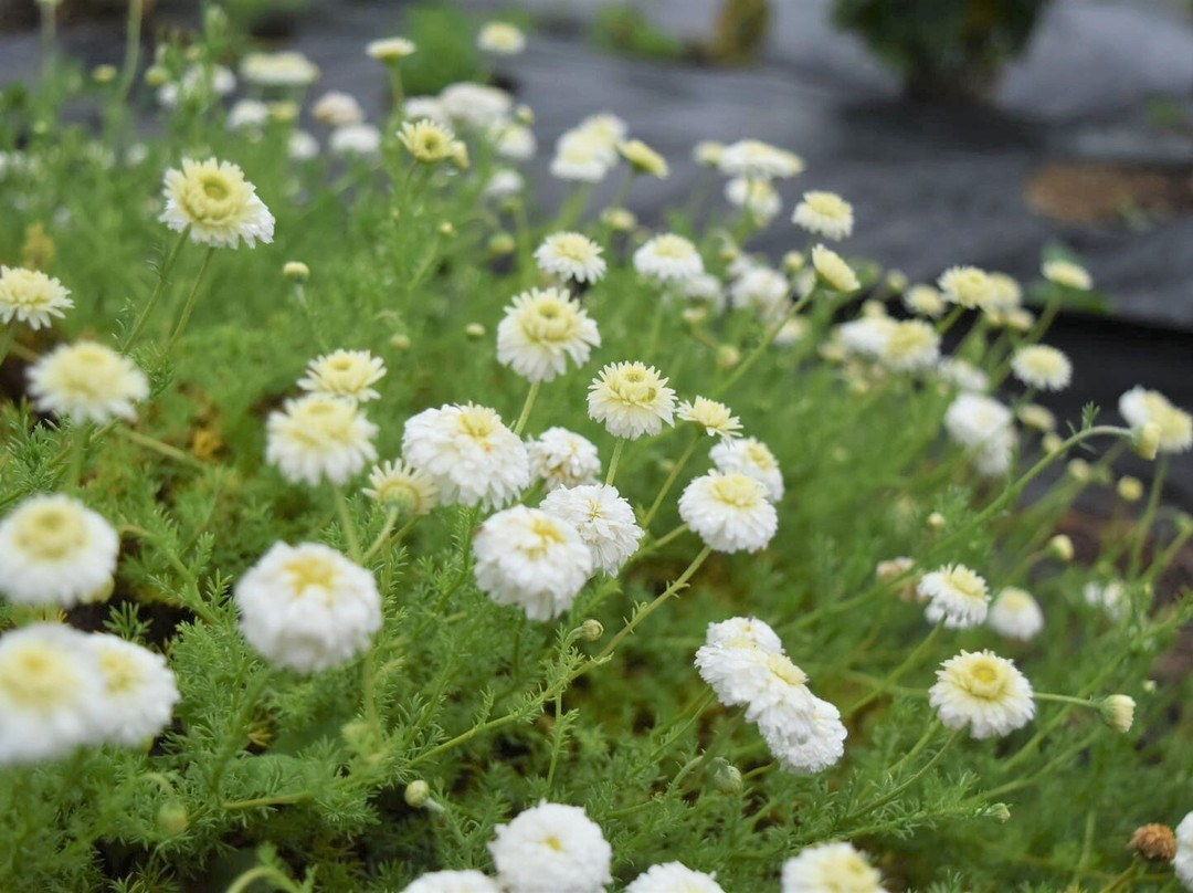 Okitama Park Herb Garden景点图片