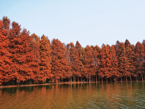 海湾国家森林公园-上海市必去景点