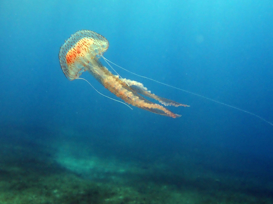 Ocean Diving Center-Neos Marmaras必去景点