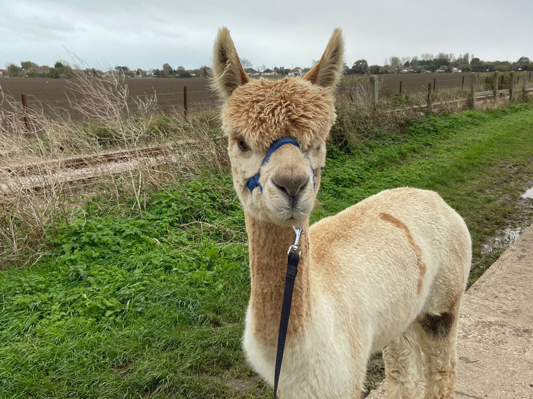 Alpaca Annie景点图片