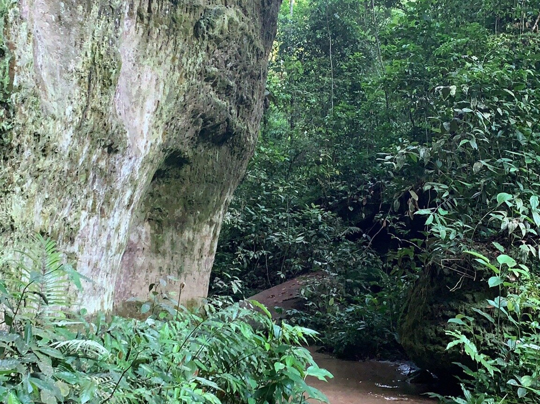 Turismo na Amazônia- Carverna do Maoraga-Presidente Figueiredo必去景点