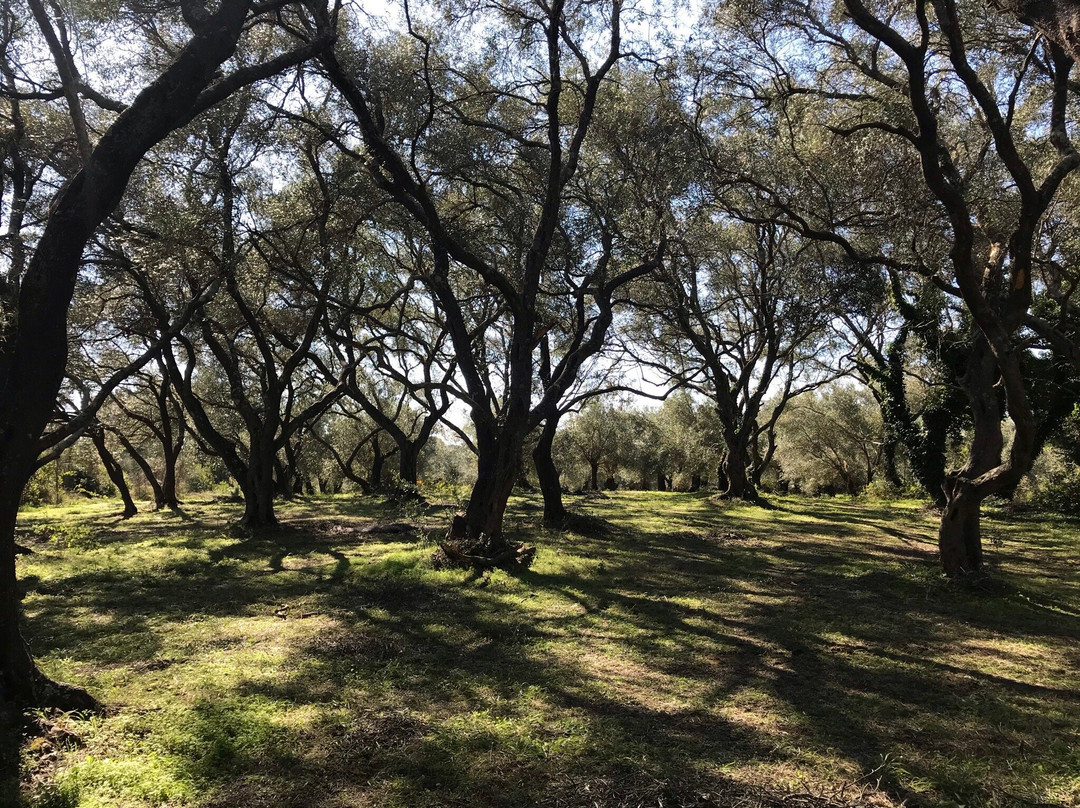 The Governor's Olive Mill-Agios Matheos必去景点