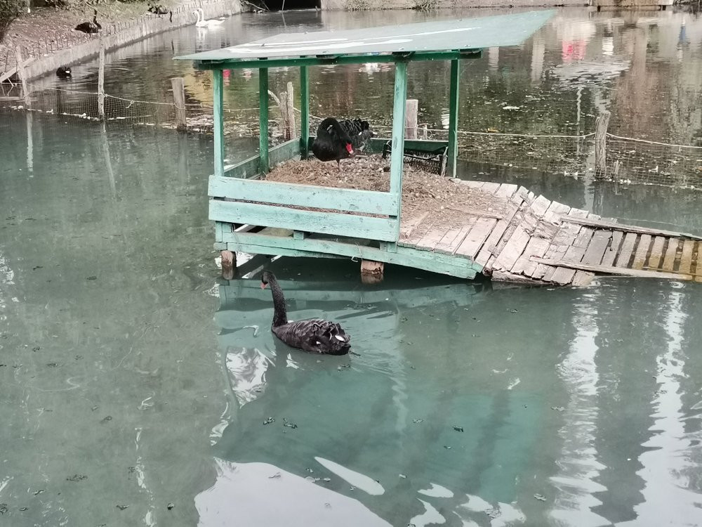 Park With Swans-New Athos必去景点
