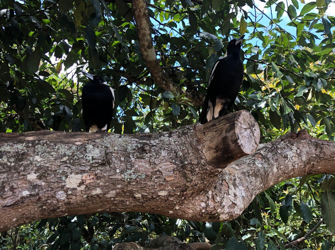 The Vino Bus - Winery Tours-布里斯班必去景点