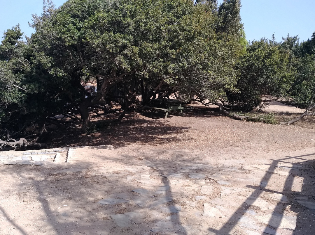 Tavsanburnu Orman Kampı-迪迪姆必去景点