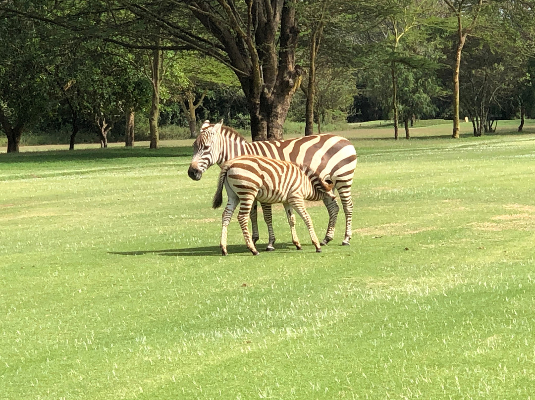 东非大裂谷高尔夫度假村小屋主图