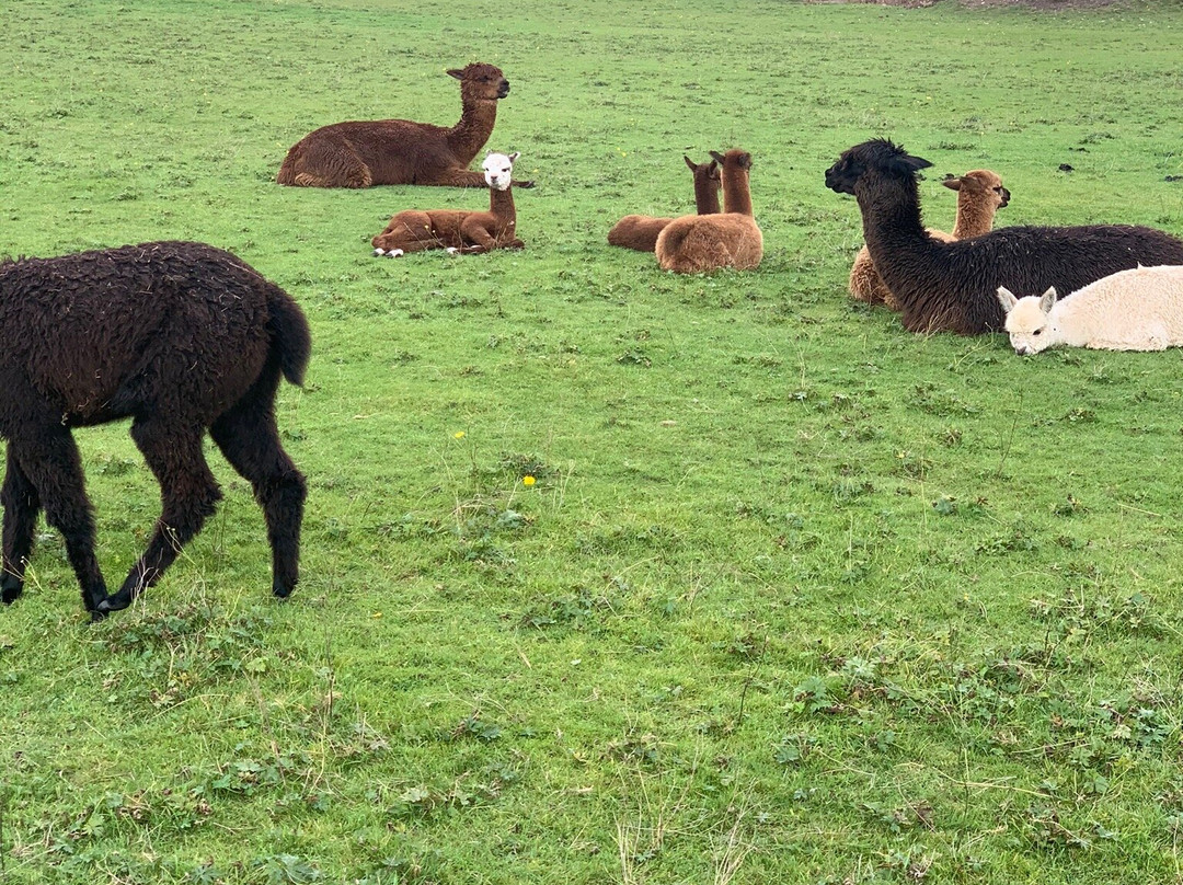 White Peak Alpaca Farm景点图片