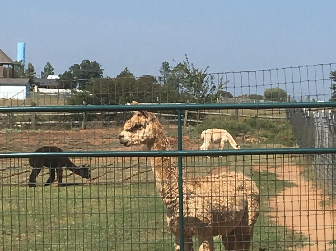 Alpacas-N-Moore-Guthrie必去景点