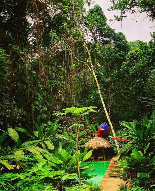 Golfo Dulce Retreat主图