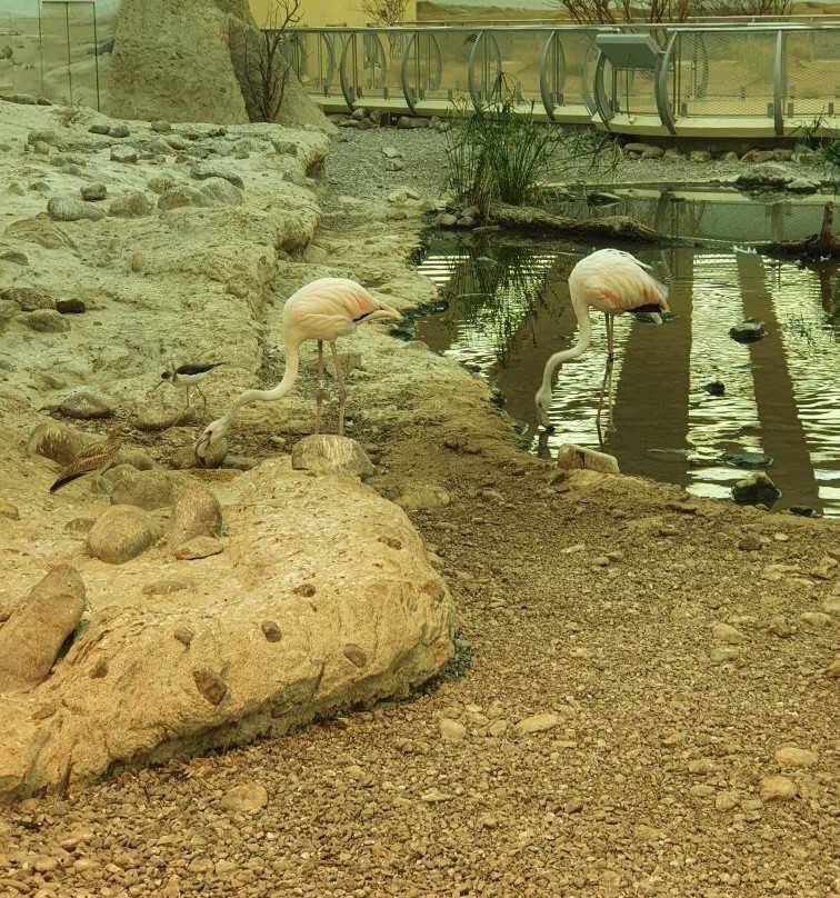 Sharjah Natural History Museum and Desert Park-沙迦必去景点
