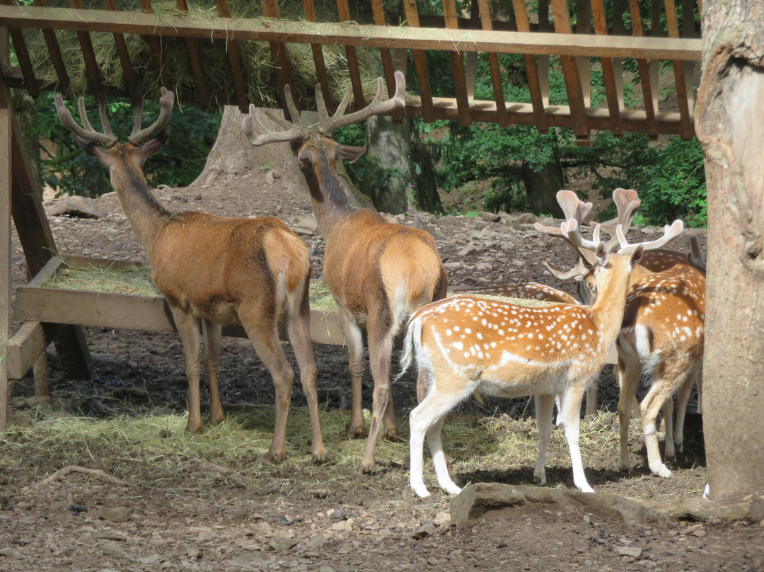 Parc a Gibier景点图片