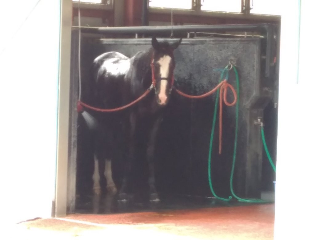 Japan Racing Association Racehourses Research Institute Tokiwa Branch-盘城市必去景点