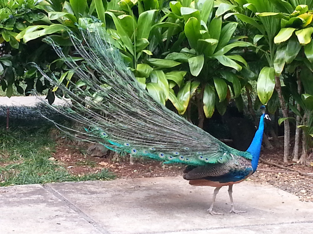 Hawaii Convertible Tours-维帕胡必去景点