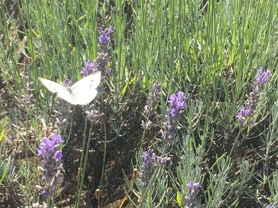 Damali Lavender & Winery景点图片