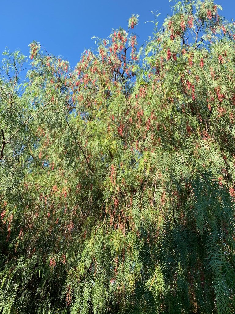 Antica Masseria Pescu-浴室