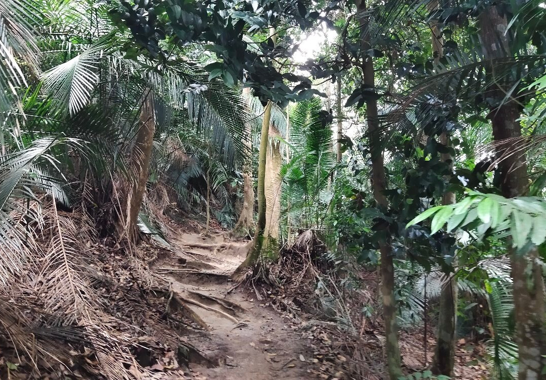 Shah Alam Community Forest景点图片