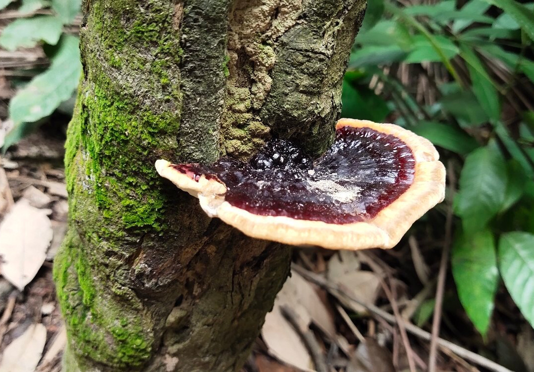 Shah Alam Community Forest景点图片