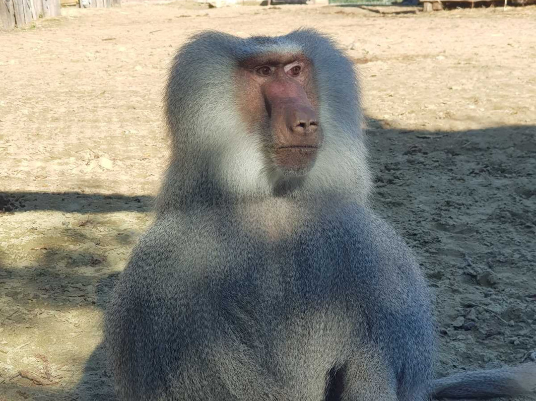 Zoo Gyor景点图片